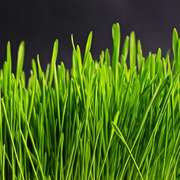 grass-534873_1280 grass-534873_1280
